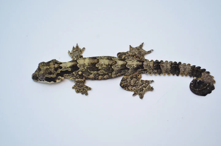 Flying Gecko For Sale