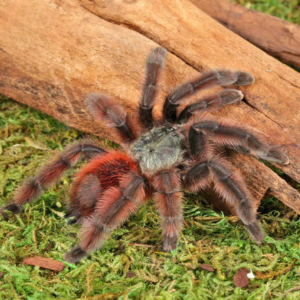 Female Antilles Pinktoe Tarantula For Sale