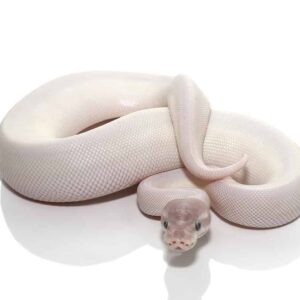 Female Blue Eye Leucistic Super Mojave Ball Python For Sale