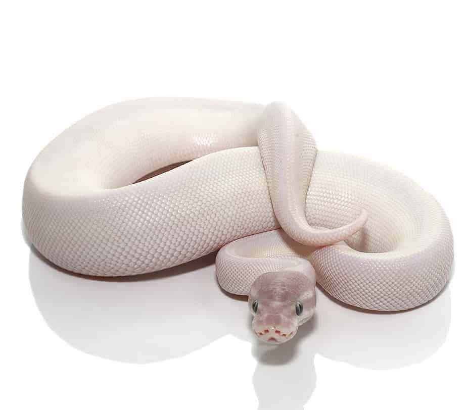 Female Blue Eye Leucistic Super Mojave Ball Python For Sale