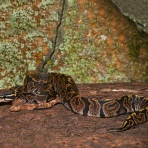 Female GHI Het Pied Ball Python For Sale