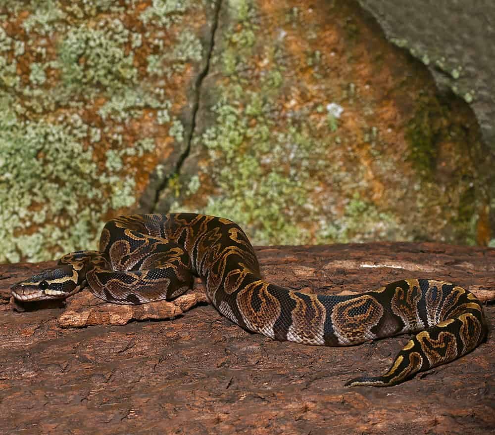 Female GHI Het Pied Ball Python For Sale