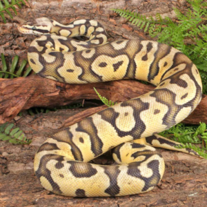 Female Pastel Enchi Disco Confusion Ball Python For Sale