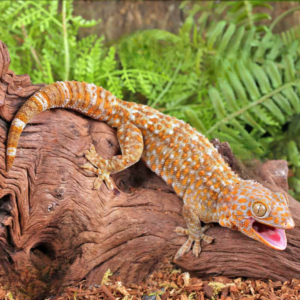 Female T- Albino Tokay Gecko For Sale