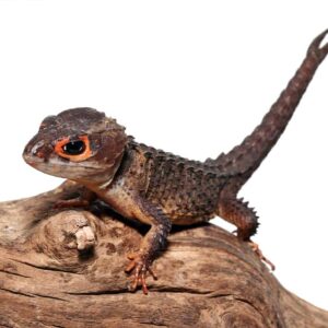 Fishtail Red Eye Crocodile Skink For Sale