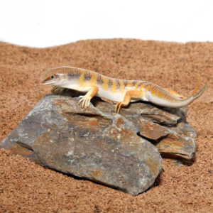 Fishtail Sand Fish Skink For Sale