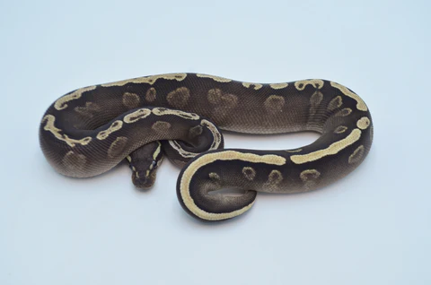 Female GHI Het Pied Ball Python For Sale - Image 2