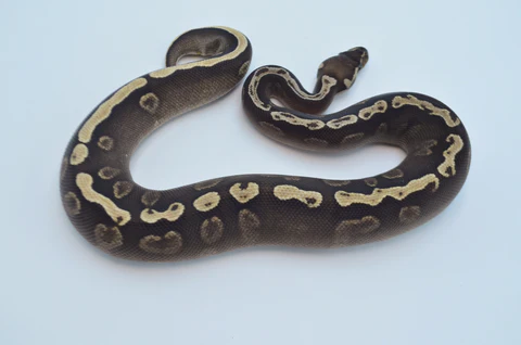 Female GHI Het Pied Ball Python For Sale - Image 3