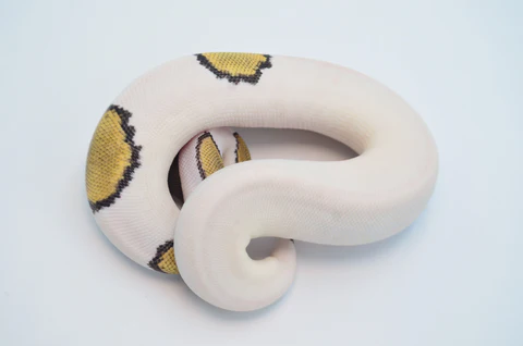 Baby Female Pastel Pied Ball Python For Sale - Image 2