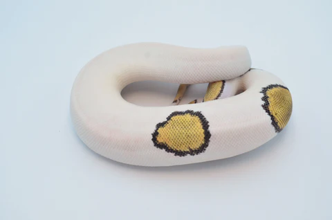 Baby Female Pastel Pied Ball Python For Sale - Image 3