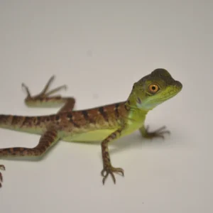 Baby Green Basilisk For Sale