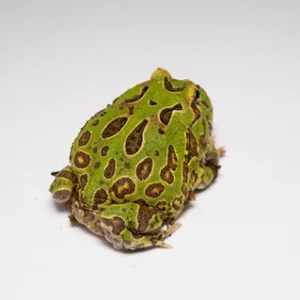 Pacman & Pixie Frogs For Sale