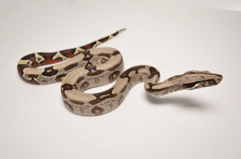 Yearling Saharan Sand Boa For Sale - Image 2