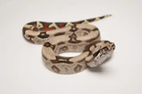 Yearling Saharan Sand Boa For Sale - Image 3