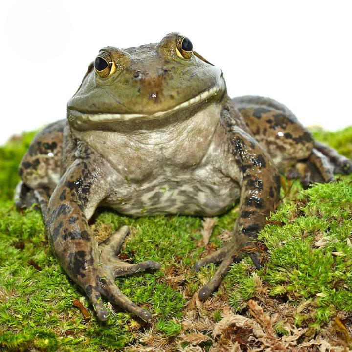 Giant American Bullfrog For Sale
