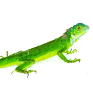 Baby Green Iguana For Sale