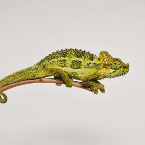 Helmeted Chameleon For Sale
