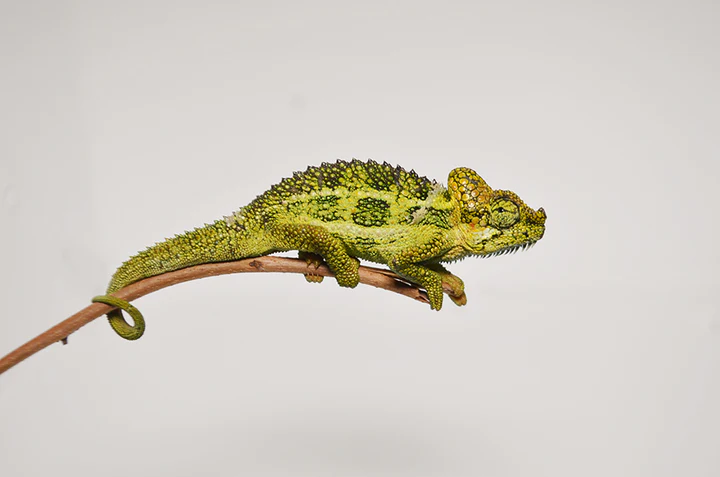 Helmeted Chameleon For Sale