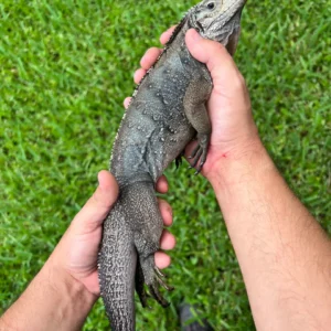 Grand Cayman Blue Iguana Hybrid For Sale