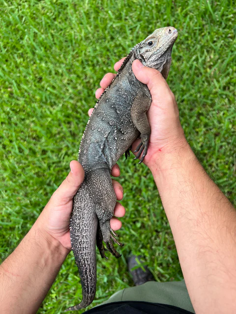 Grand Cayman Blue Iguana Hybrid For Sale