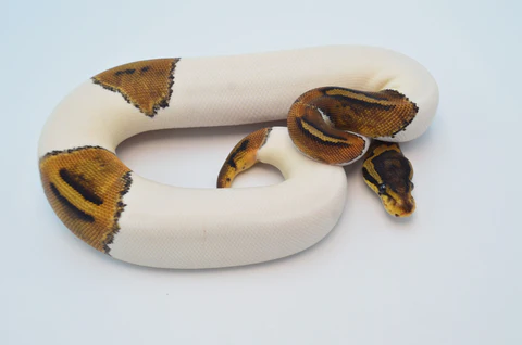 Leopard Banana Orange Dream Enchi Het Pied Ball Python For Sale - Image 2