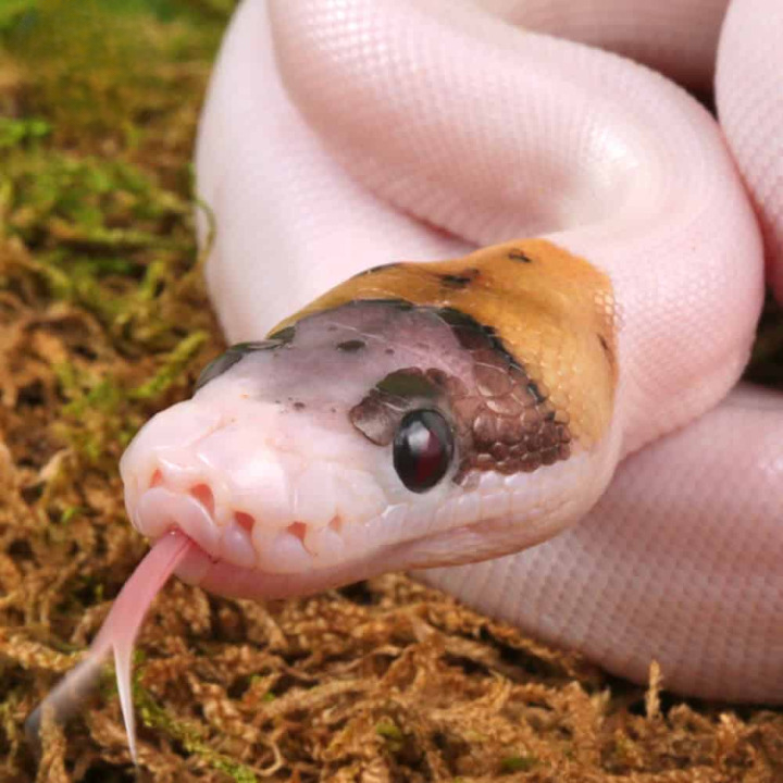 High Expression Scaleless Head Spied Poss Pinstripe Ball Python For Sale