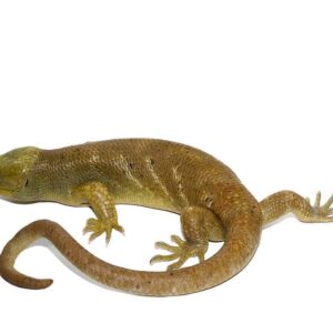 Hypo Monkey Tail Skink For Sale