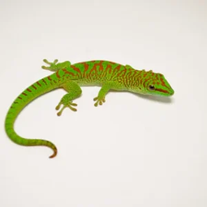 Juvenile Crimson Giant Day Gecko For Sale