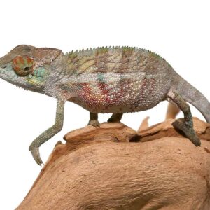 Juvenile Panther Chameleon For Sale