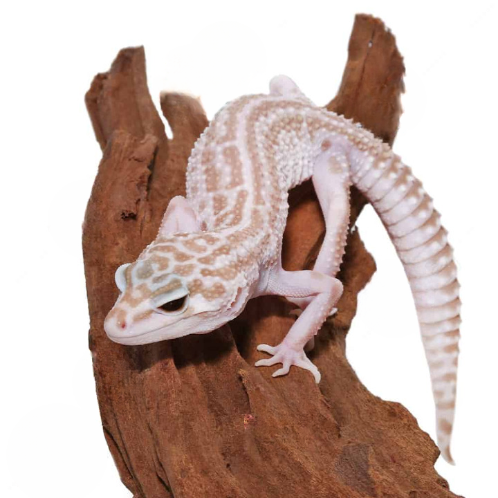 Juvenile Albino Super Snow Leopard Gecko For Sale