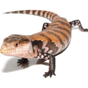 Juvenile Irian Jaya Blue Tongue Skink For Sale