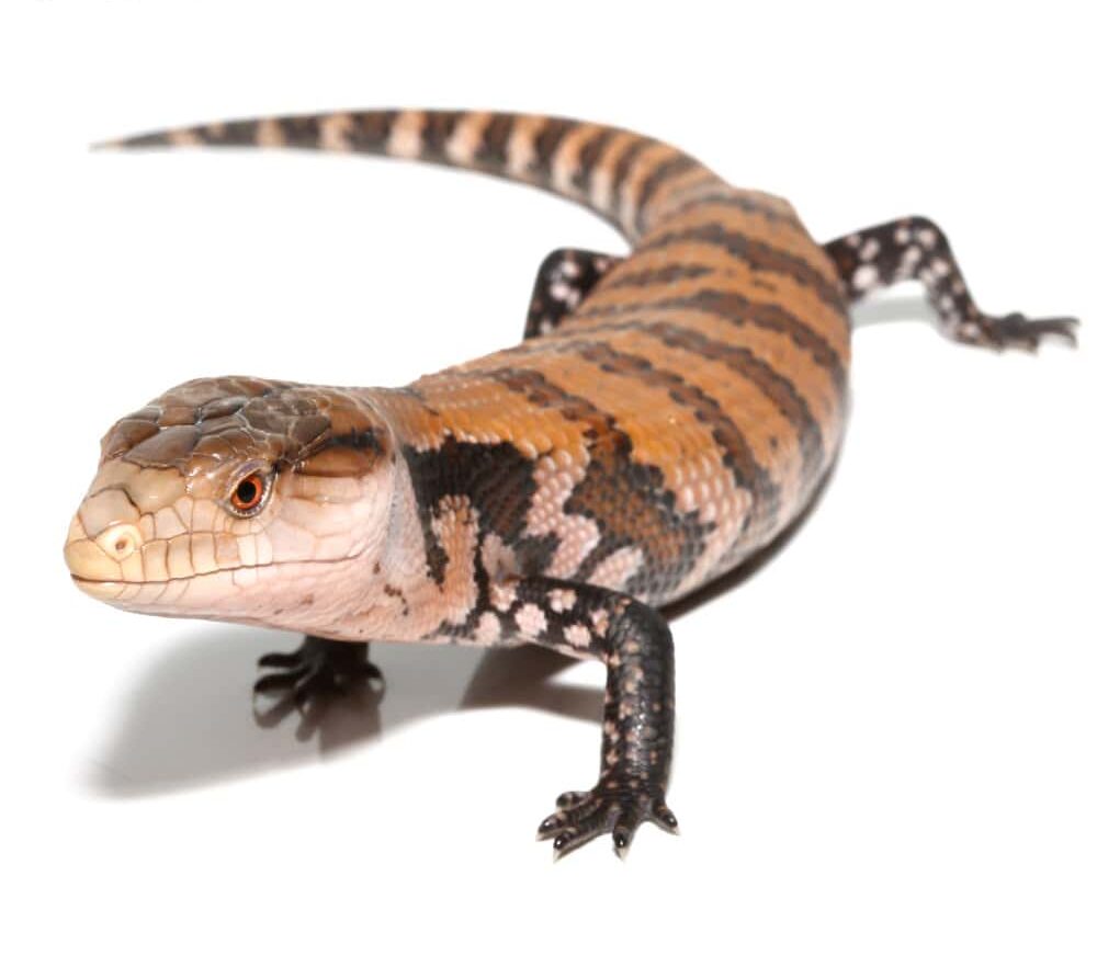Juvenile Irian Jaya Blue Tongue Skink For Sale