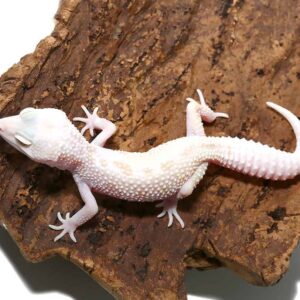 Juvenile Mack Snow Albino Leucistic Leopard Gecko For Sale