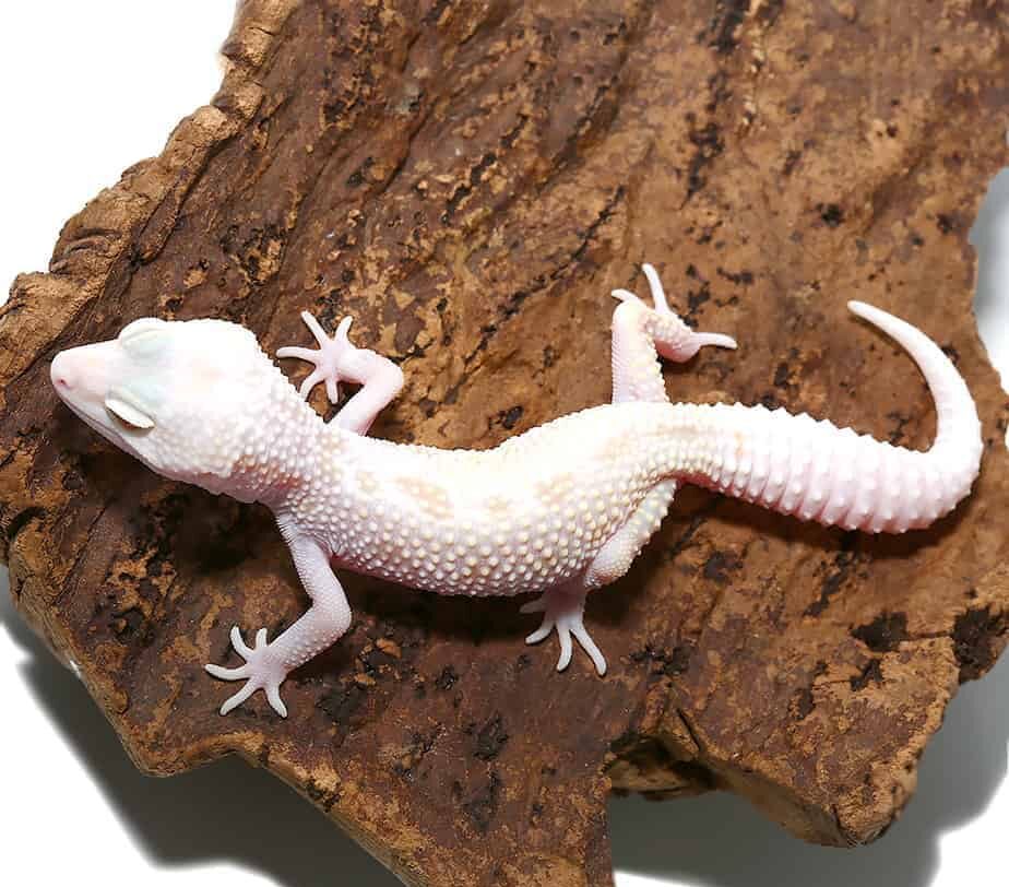 Juvenile Mack Snow Albino Leucistic Leopard Gecko For Sale