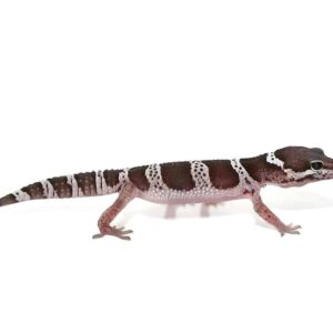 Juvenile Mack Snow Jungle Leopard Gecko For Sale