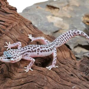 Juvenile Mack Snow Leopard Gecko For Sale
