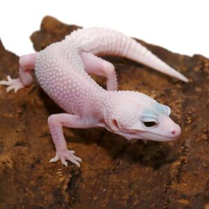 Juvenile Mack Super Snow Albino Leucistic Leopard Gecko For Sale