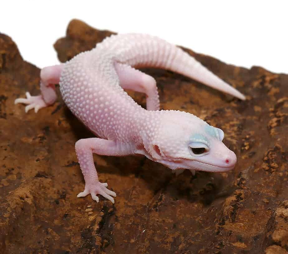Juvenile Mack Super Snow Albino Leucistic Leopard Gecko For Sale