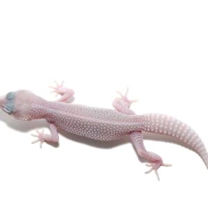Juvenile Mack Super Snow Blizzard Leucistic Leopard Gecko For Sale