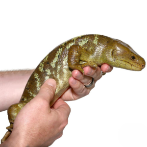 Juvenile Monkey Tail Skink For Sale