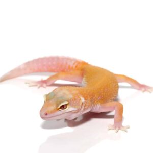 Juvenile Raptor Leopard Gecko Snake Eyes For Sale