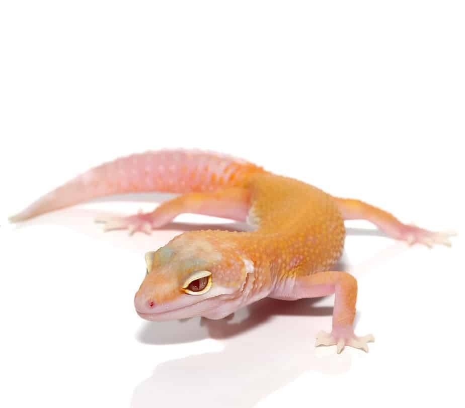 Juvenile Raptor Leopard Gecko Snake Eyes For Sale