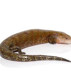 Kei Island Blue Tongue Skink For Sale