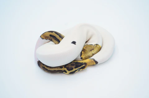 Adult Male Banana Fire Clown Ball Python For Sale - Image 3