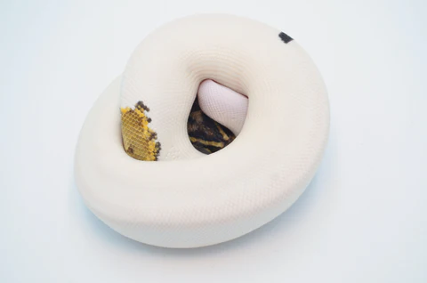 Adult Male Banana Fire Clown Ball Python For Sale - Image 2