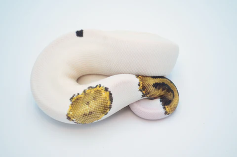Adult Male Banana Fire Clown Ball Python For Sale - Image 4