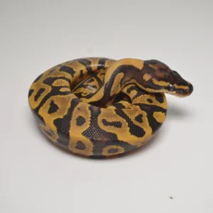 Leopard Ball Python For Sale