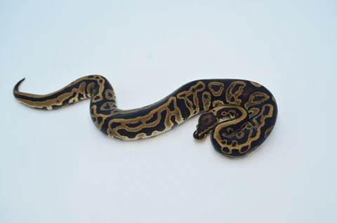 Female Blue Eye Leucistic Super Mojave Ball Python For Sale - Image 2