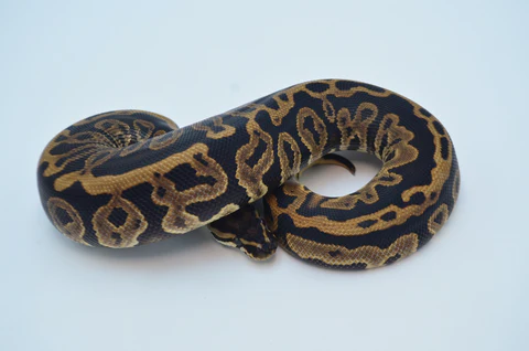 Female Blue Eye Leucistic Super Mojave Ball Python For Sale - Image 3