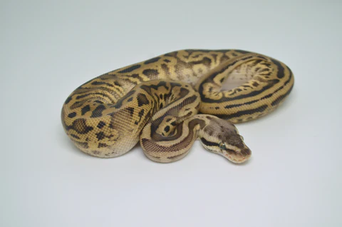 Baby Female Firefly Yellowbelly Ball Python For Sale - Image 2